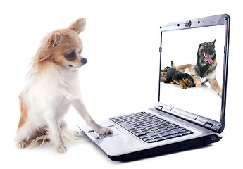 Image showing chihuahua and computer