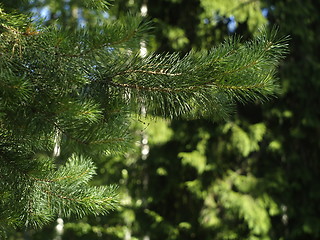 Image showing pine needles