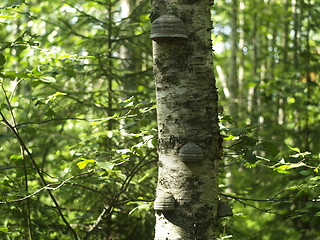 Image showing Birch trunk