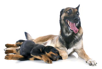 Image showing malinois and puppy rottweiler