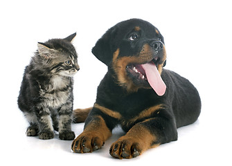 Image showing puppy rottweiler and kitten