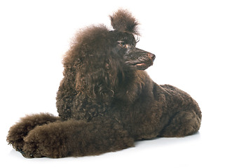 Image showing brown poodle 