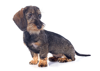 Image showing puppy Wire haired dachshund