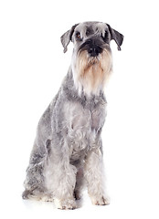 Image showing standard schnauzer