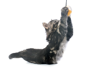 Image showing playing gray kitten