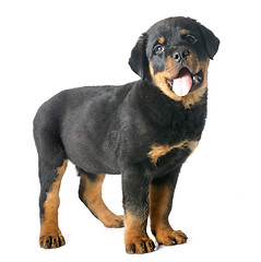 Image showing puppy rottweiler