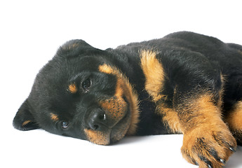 Image showing puppy rottweiler