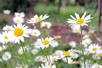 Image showing flower-bed of white beautiful chamomiles
