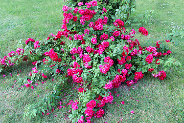 Image showing beautiful flowers of red roses