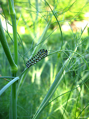Image showing Caterpillar of the butterfly machaon