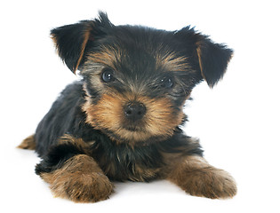 Image showing puppy yorkshire terrier