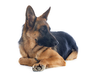 Image showing german shepherd