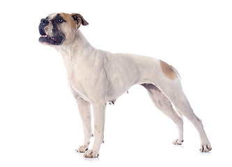 Image showing american bulldog