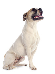 Image showing american bulldog