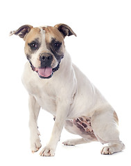 Image showing american bulldog