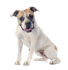 Image showing american bulldog