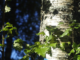 Image showing Birch trunk