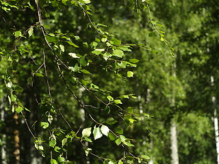 Image showing birch leafs