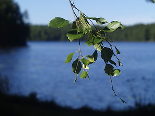 Image showing birch leafs