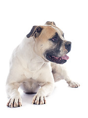 Image showing american bulldog