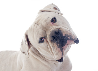 Image showing american bulldog