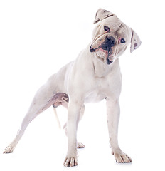 Image showing american bulldog