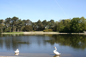 Image showing Swans in pond