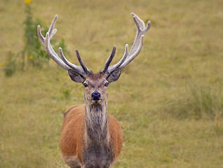 Image showing Monarch of the Glen