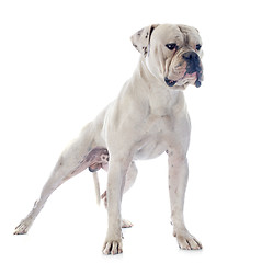 Image showing american bulldog