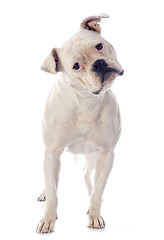 Image showing american bulldog