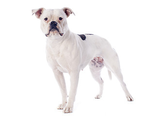 Image showing american bulldog