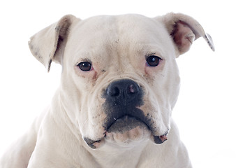 Image showing american bulldog