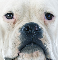 Image showing american bulldog