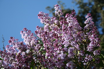 Image showing Syringa Vulgaris