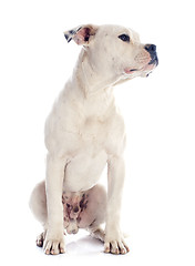 Image showing puppy american bulldog