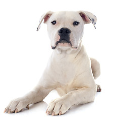 Image showing puppy american bulldog