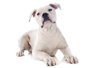 Image showing puppy american bulldog