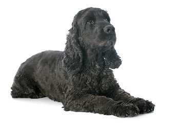 Image showing cocker spaniel