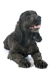 Image showing cocker spaniel