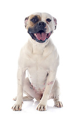 Image showing american bulldog