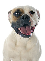 Image showing american bulldog