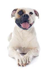 Image showing american bulldog