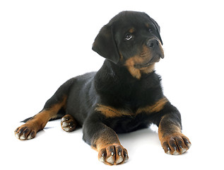 Image showing puppy rottweiler