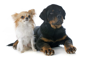 Image showing puppy rottweiler and  chihuahua