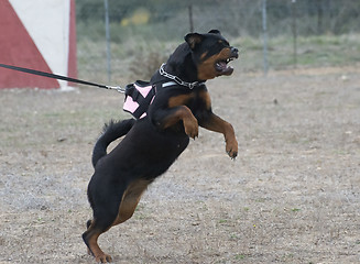 Image showing aggressive rottweiler