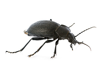 Image showing Carabus coriaceus