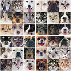 Image showing group of dogs and cats