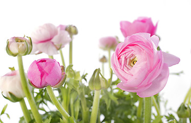 Image showing pink buttercups