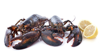 Image showing alive lobsters