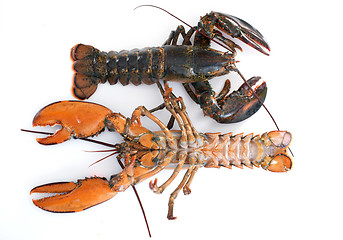 Image showing lobsters